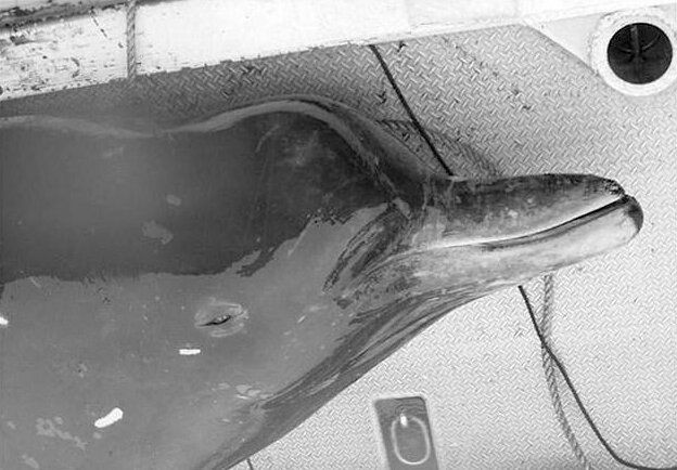 Японцы открыли новый вид китов (5 фото)