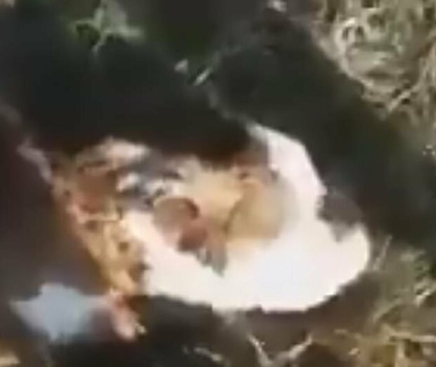 Теленок-мутант до смерти напугал фермеров (3 фото + 1 видео)