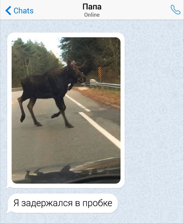 Забавные переписки с родителями (15 скриншотов)