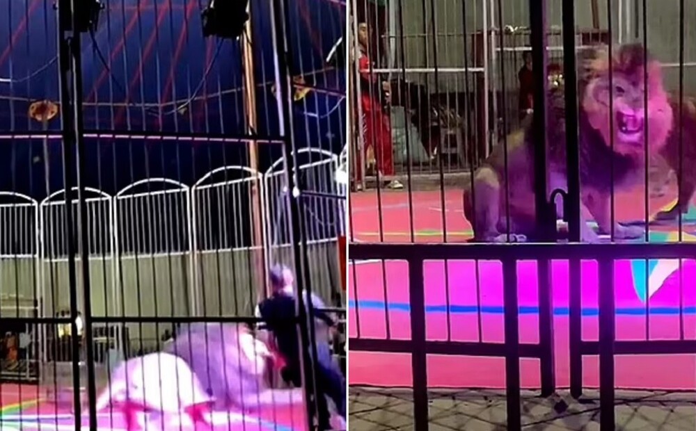 В Китае лев напал на дрессировщика во время выступления (4 фото + 3 видео) В Китае лев напал на дрессировщика во время выступления (4 фото + 3 видео)