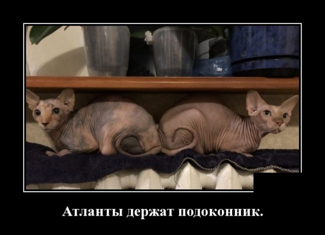 Новые демотиваторы про людей и животных