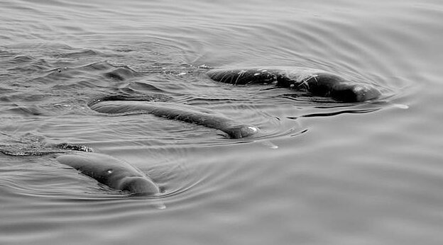 Японцы открыли новый вид китов (5 фото)