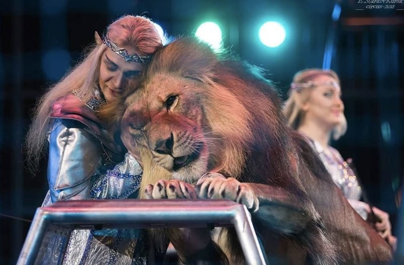 В Китае лев напал на дрессировщика во время выступления (4 фото + 3 видео)