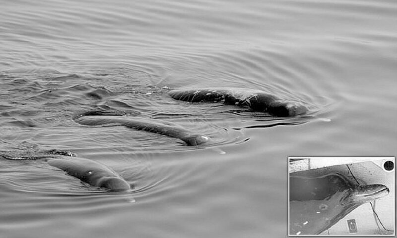 Японцы открыли новый вид китов (5 фото)