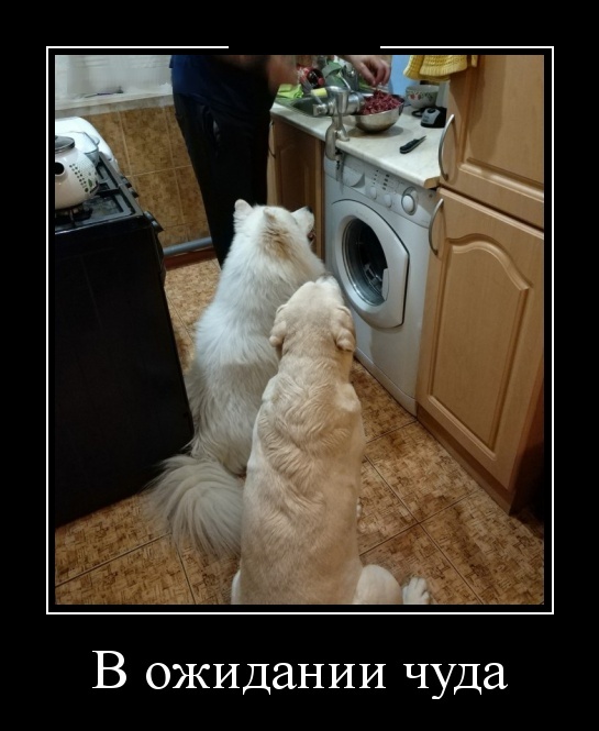 Новые демотиваторы про людей и животных