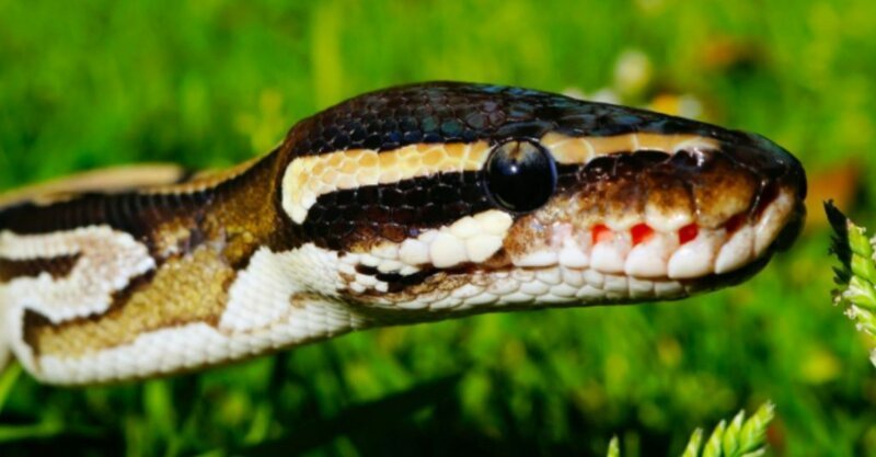 В Китае питон проглотила 40-килограммовую козу (4 фото + 1 видео)