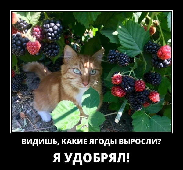 Классные демотиваторы сентября (30 демок)