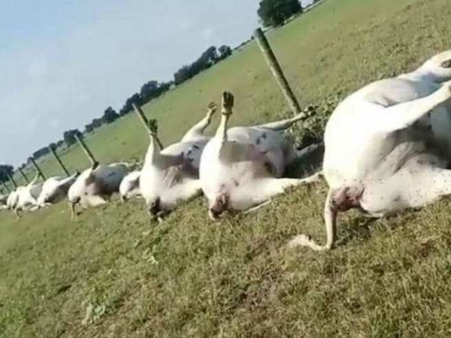 В Техасе молния одним ударом убила сразу 23 коровы (3 фото + 1 видео)