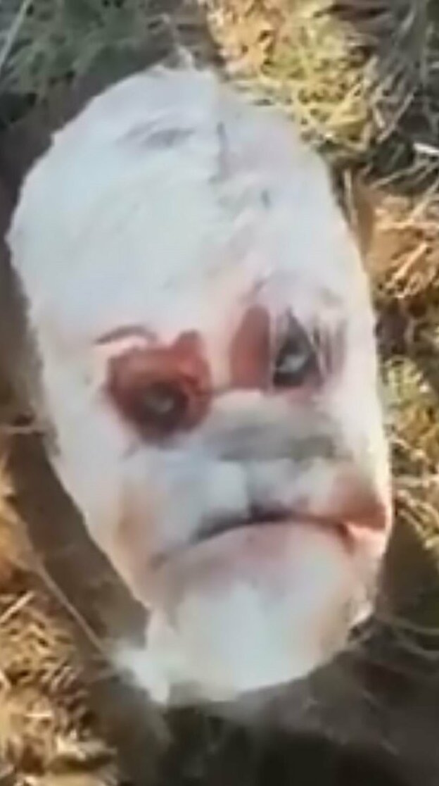 Теленок-мутант до смерти напугал фермеров (3 фото + 1 видео)