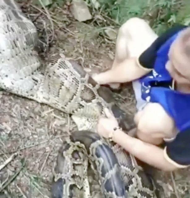 В Китае питон проглотила 40-килограммовую козу (4 фото + 1 видео)