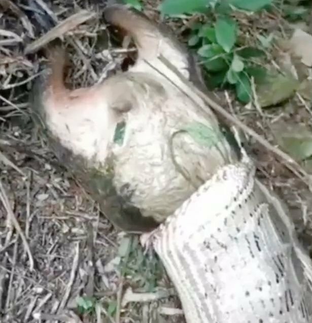 В Китае питон проглотила 40-килограммовую козу (4 фото + 1 видео)