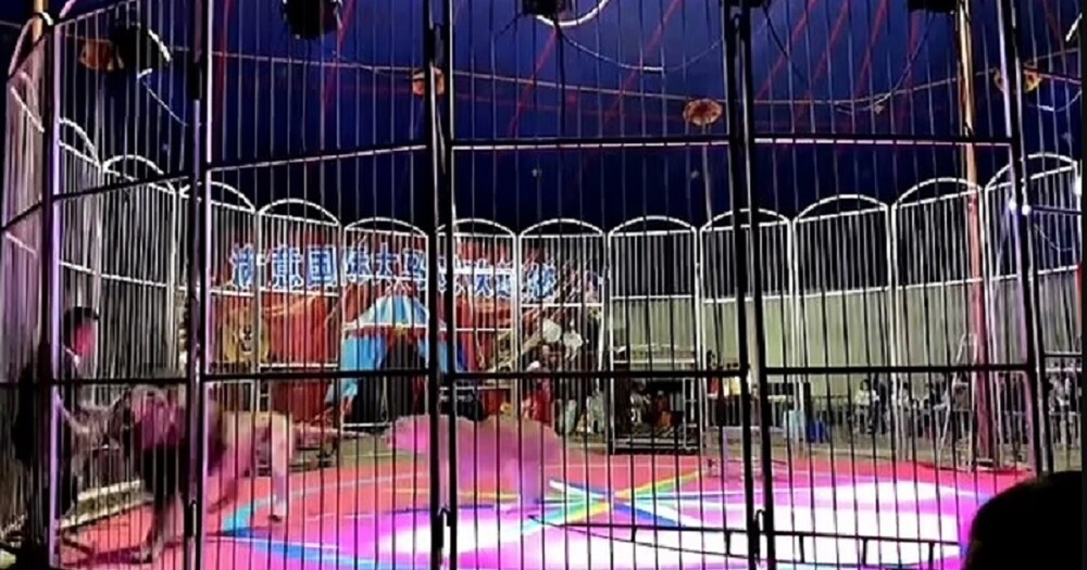 В Китае лев напал на дрессировщика во время выступления (4 фото + 3 видео) В Китае лев напал на дрессировщика во время выступления (4 фото + 3 видео)