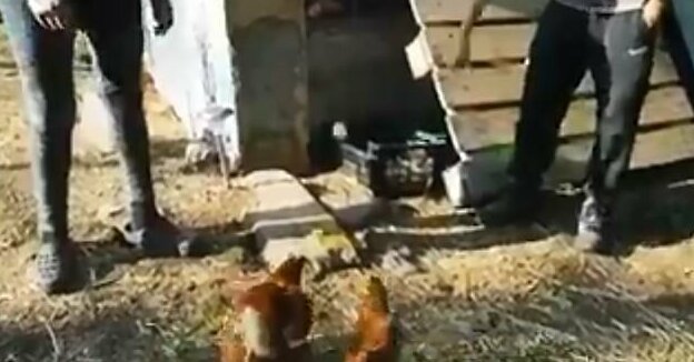 "Насилуют!": веганы заявили о недопустимости совместного содержания разнополой птицы на ферме (6 фото) "Насилуют!": веганы заявили о недопустимости совместного содержания разнополой птицы на ферме (6 фото)