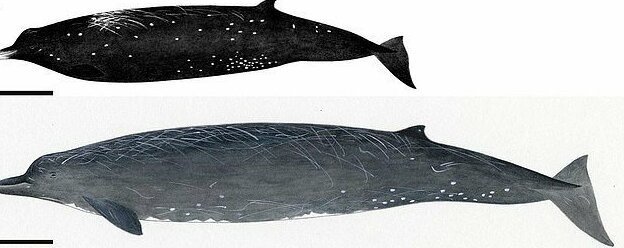 Японцы открыли новый вид китов (5 фото)