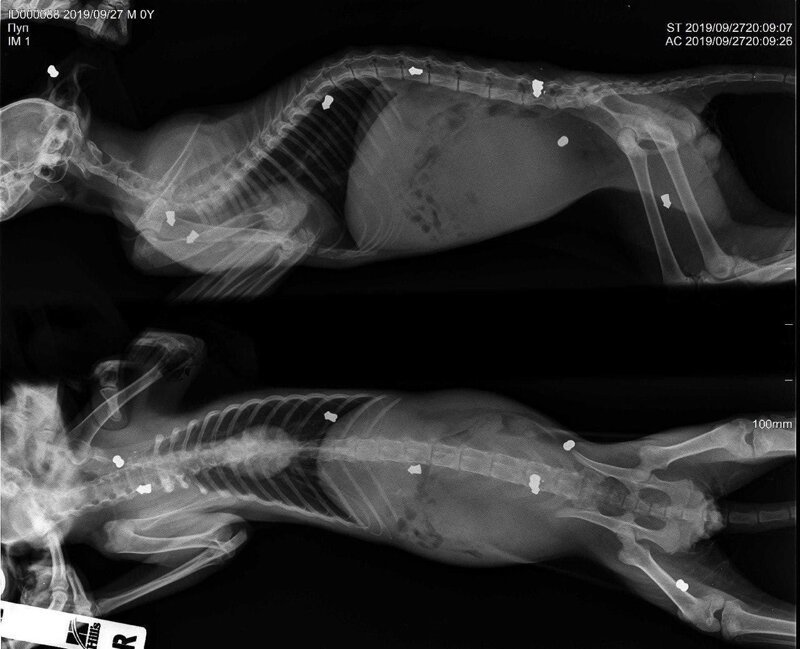 Живодеры расстреляли котенка из пистолета и сломали позвоночник, но врачам удалось его спасти (3 фото)