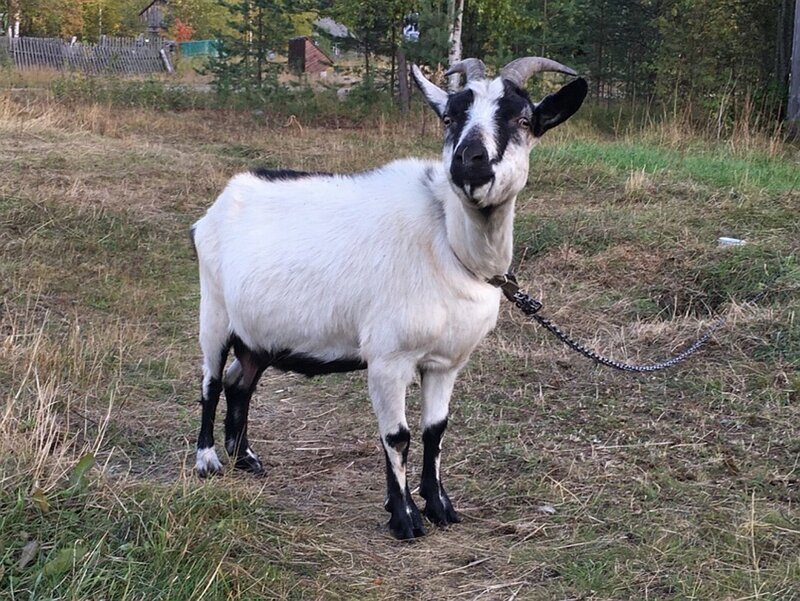 Многодетная семья прячется от органов опеки, спасая своих детей (5 фото) Многодетная семья прячется от органов опеки, спасая своих детей (5 фото)