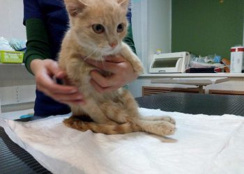 Живодеры расстреляли котенка из пистолета и сломали позвоночник, но врачам удалось его спасти (3 фото)