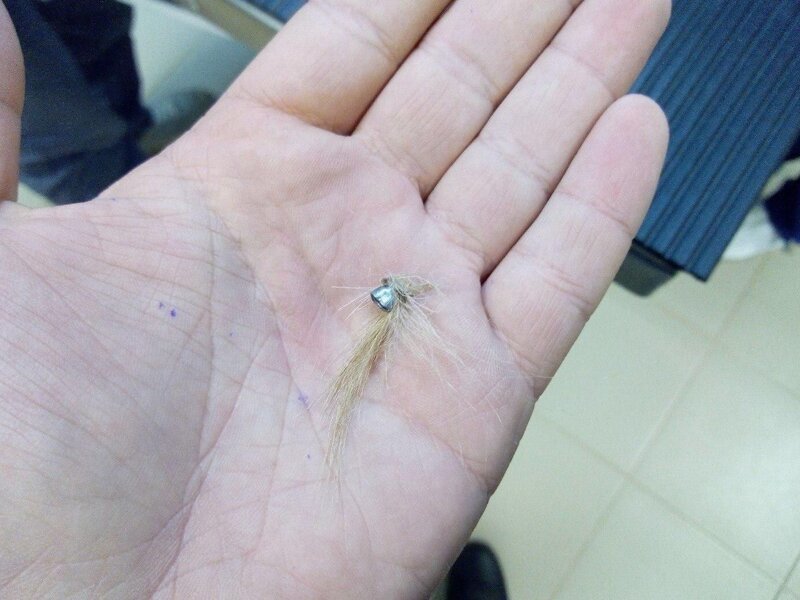 Живодеры расстреляли котенка из пистолета и сломали позвоночник, но врачам удалось его спасти (3 фото)