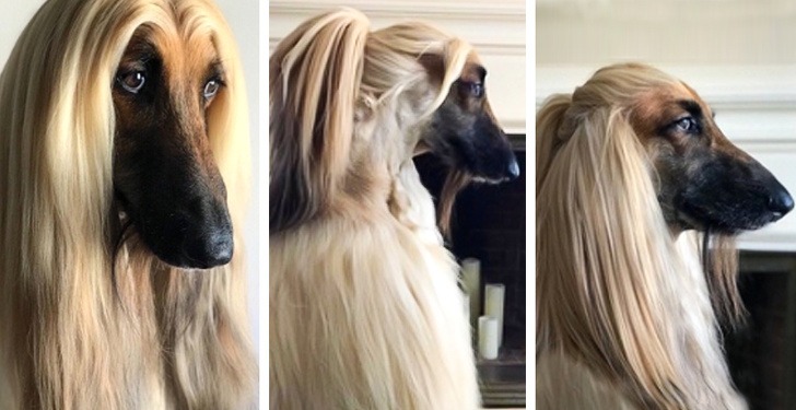 Остроумные подписи под забавными фотографиями (15 фото)