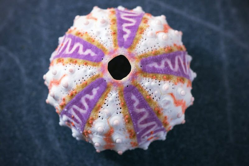 25 самых странных вещей, проданных на eBay (25 фото)