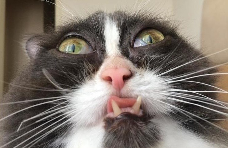 Остроумные подписи под забавными фотографиями (15 фото)