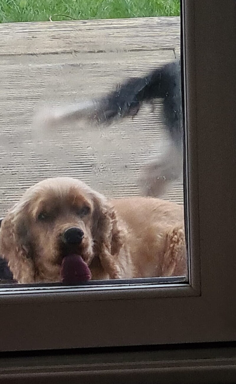 20 потешных питомцев, которые легко могут поднять настроение (21 фото) 20 потешных питомцев, которые легко могут поднять настроение (21 фото)