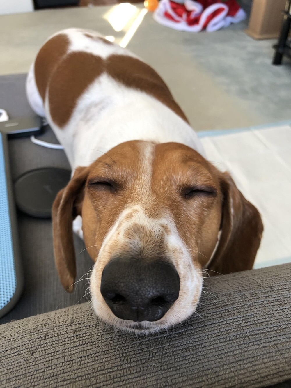 20 потешных питомцев, которые легко могут поднять настроение (21 фото) 20 потешных питомцев, которые легко могут поднять настроение (21 фото)