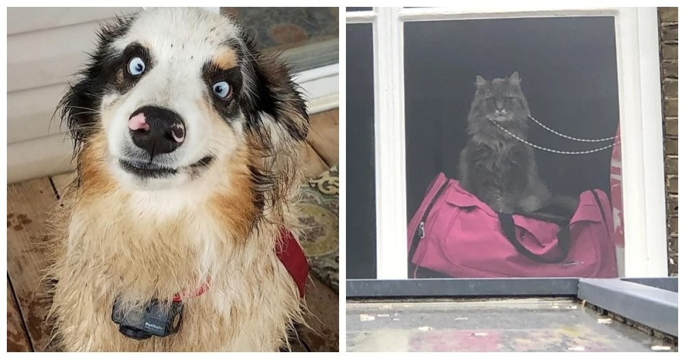 20 потешных питомцев, которые легко могут поднять настроение (21 фото) 20 потешных питомцев, которые легко могут поднять настроение (21 фото)