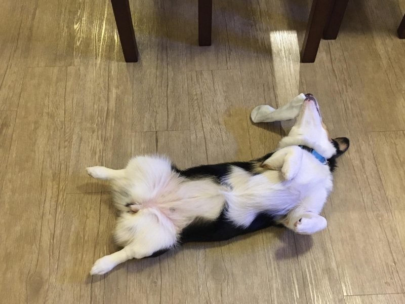 20 потешных питомцев, которые легко могут поднять настроение (21 фото) 20 потешных питомцев, которые легко могут поднять настроение (21 фото)