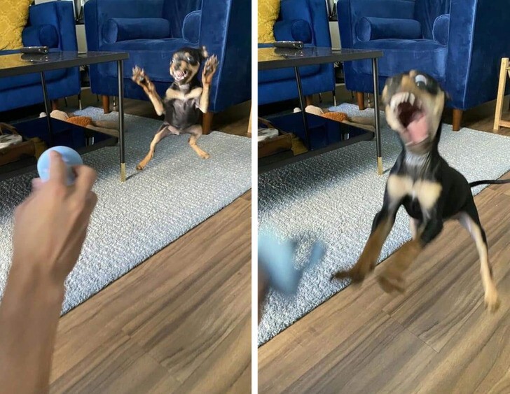 20 потешных питомцев, которые легко могут поднять настроение (21 фото) 20 потешных питомцев, которые легко могут поднять настроение (21 фото)