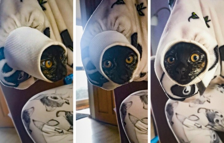 20 потешных питомцев, которые легко могут поднять настроение (21 фото) 20 потешных питомцев, которые легко могут поднять настроение (21 фото)