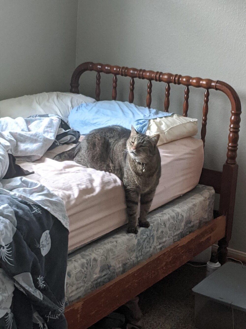 20 потешных питомцев, которые легко могут поднять настроение (21 фото) 20 потешных питомцев, которые легко могут поднять настроение (21 фото)