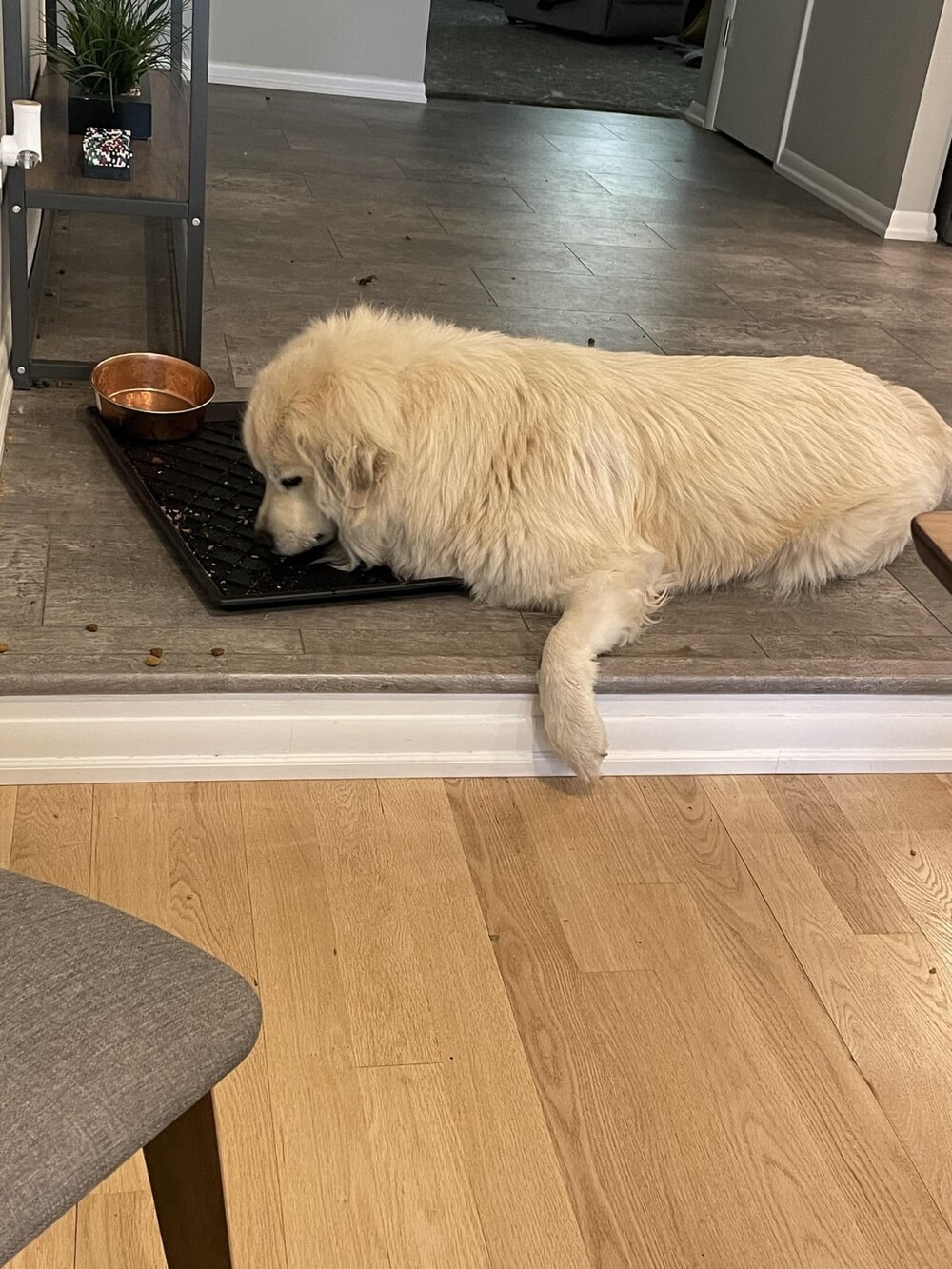 20 потешных питомцев, которые легко могут поднять настроение (21 фото) 20 потешных питомцев, которые легко могут поднять настроение (21 фото)