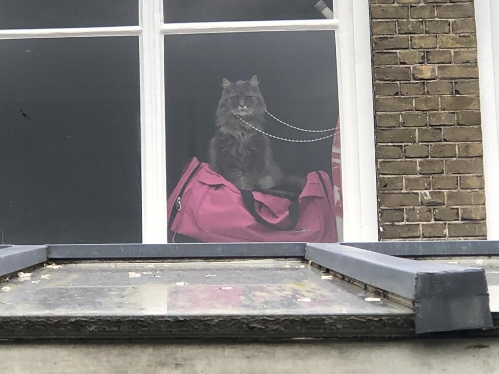 20 потешных питомцев, которые легко могут поднять настроение (21 фото) 20 потешных питомцев, которые легко могут поднять настроение (21 фото)