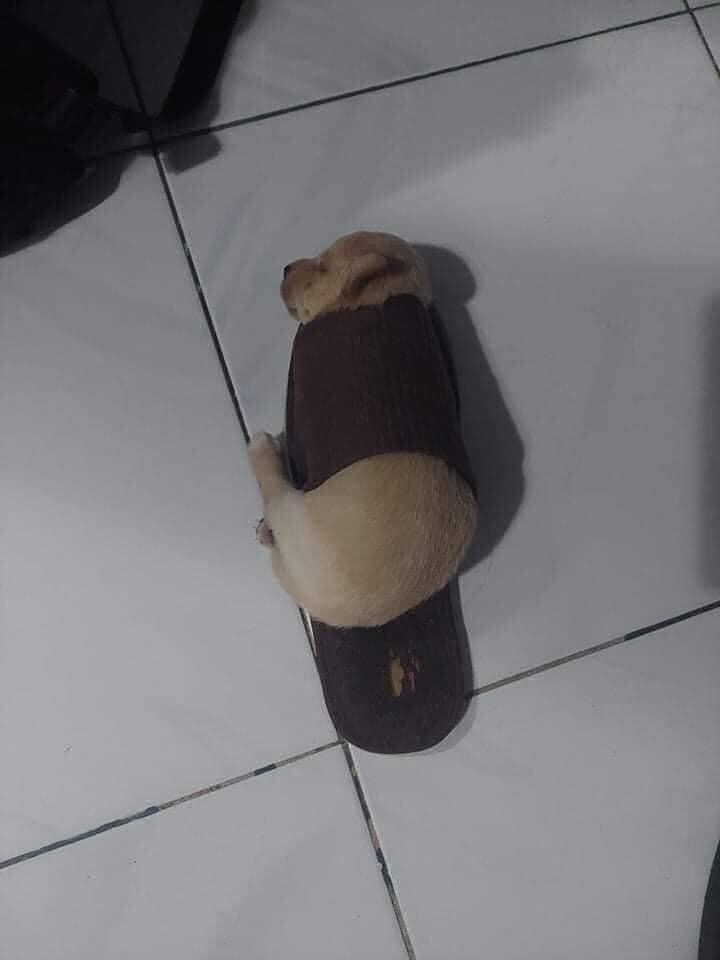 20 потешных питомцев, которые легко могут поднять настроение (21 фото) 20 потешных питомцев, которые легко могут поднять настроение (21 фото)