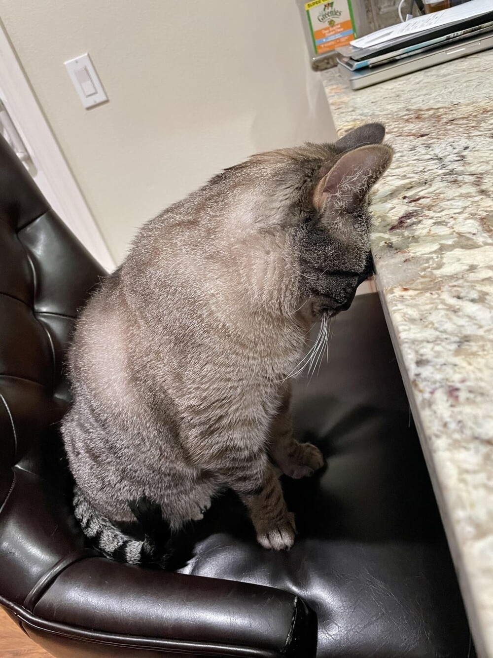 20 потешных питомцев, которые легко могут поднять настроение (21 фото) 20 потешных питомцев, которые легко могут поднять настроение (21 фото)