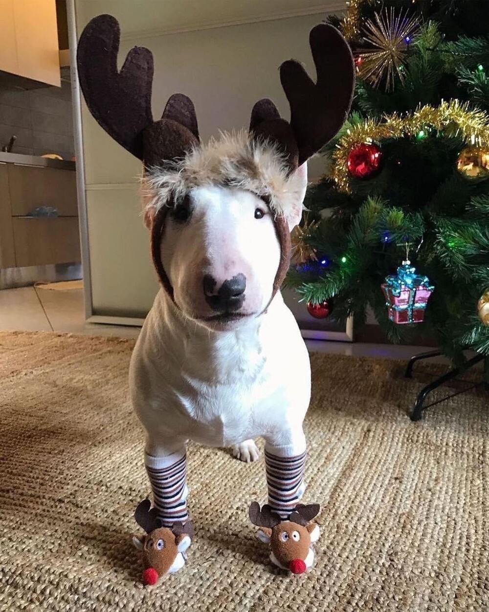 20 потешных питомцев, которые легко могут поднять настроение (21 фото) 20 потешных питомцев, которые легко могут поднять настроение (21 фото)