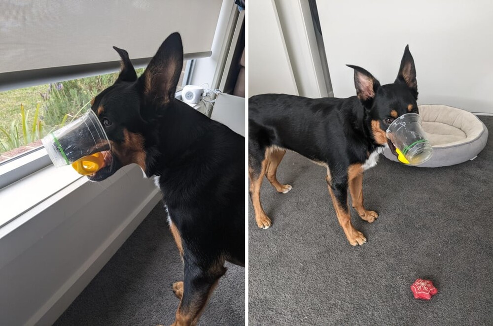 20 потешных питомцев, которые легко могут поднять настроение (21 фото) 20 потешных питомцев, которые легко могут поднять настроение (21 фото)