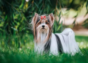 Бивер-йоркширский терьер